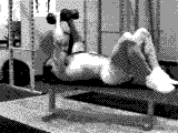 Dumbbell Fly