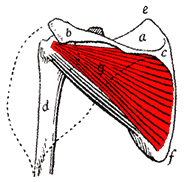 Infraspinatus